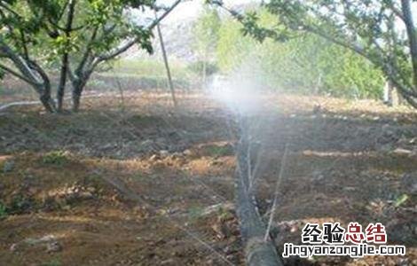 苹果夏季管理技术 苹果冬季管理技术