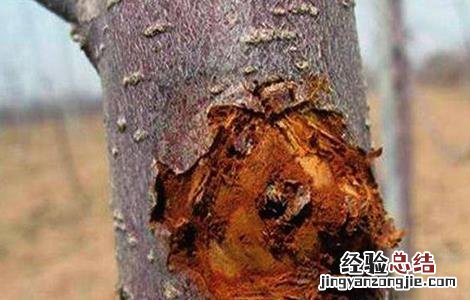 苹果夏季管理技术 苹果冬季管理技术