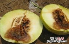 甜瓜烂瓜的原因与预防 甜瓜烂瓜的原因与预防措施