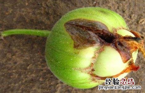 甜瓜烂瓜的原因与预防 甜瓜烂瓜的原因与预防措施