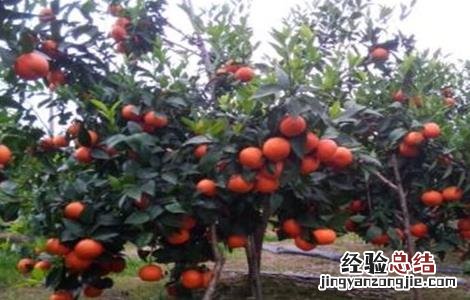 沃柑的种植要求 沃柑种植要求条件