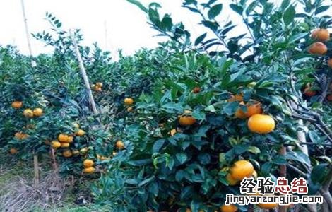 沃柑的种植要求 沃柑种植要求条件