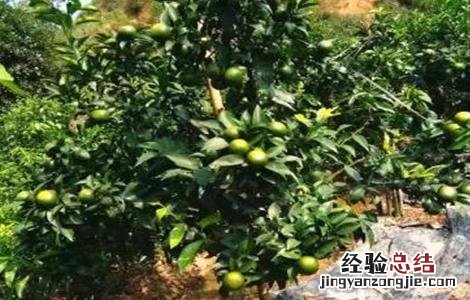 沃柑的种植要求 沃柑种植要求条件