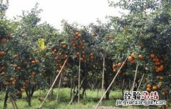 沃柑的种植要求 沃柑种植要求条件