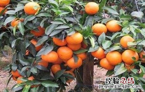 沃柑的种植要求 沃柑种植要求条件