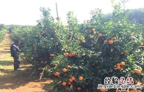 沃柑的种植要求 沃柑种植要求条件