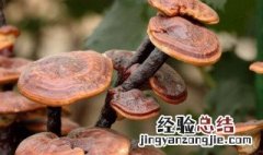 灵芝补肾太神奇了 灵芝补肾吗