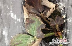 盆栽草莓肥害补救措施 草莓肥害原因及补救措施