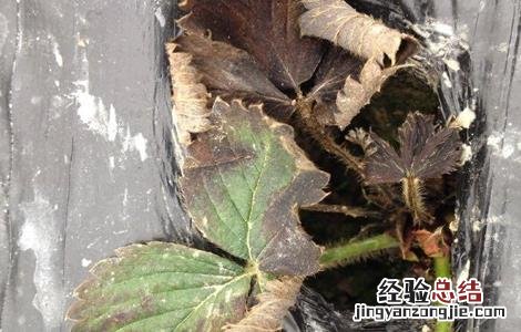 盆栽草莓肥害补救措施 草莓肥害原因及补救措施