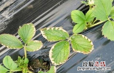 盆栽草莓肥害补救措施 草莓肥害原因及补救措施