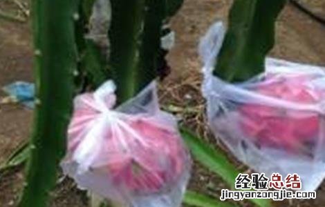 火龙果落花是什么原因 夏季火龙果落花落果预防措施