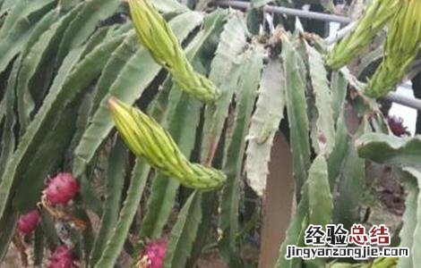 火龙果落花是什么原因 夏季火龙果落花落果预防措施