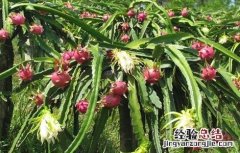 火龙果落花是什么原因 夏季火龙果落花落果预防措施