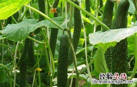 黄瓜里面空了 黄瓜空洞怎么办