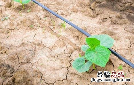 黄瓜里面空了 黄瓜空洞怎么办