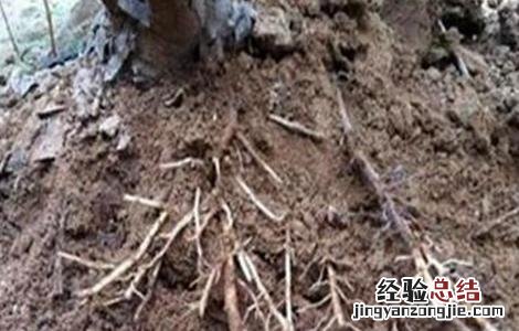 果树烂根原因及防治措施有哪些 果树烂根原因及防治措施