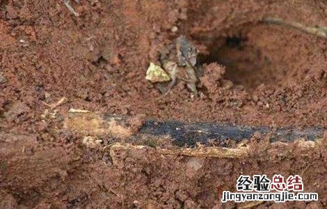 果树烂根原因及防治措施有哪些 果树烂根原因及防治措施