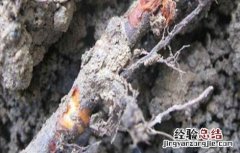 果树烂根原因及防治措施有哪些 果树烂根原因及防治措施