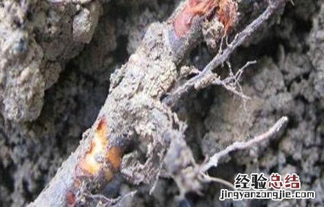 果树烂根原因及防治措施有哪些 果树烂根原因及防治措施