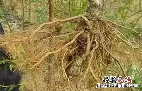 果树烂根原因及防治措施有哪些 果树烂根原因及防治措施