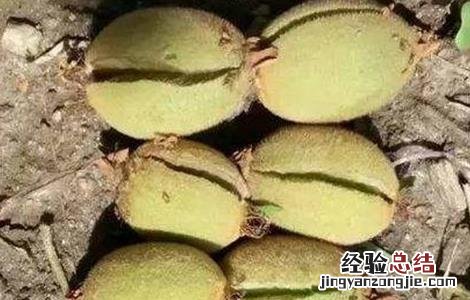 猕猴桃裂果是什么原因 猕猴桃裂果原因及防治措施