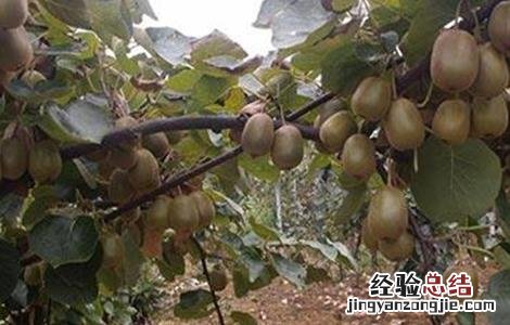 猕猴桃裂果是什么原因 猕猴桃裂果原因及防治措施