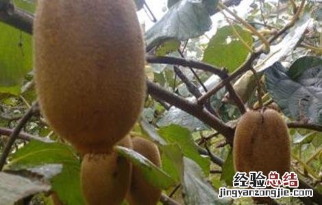 猕猴桃裂果是什么原因 猕猴桃裂果原因及防治措施