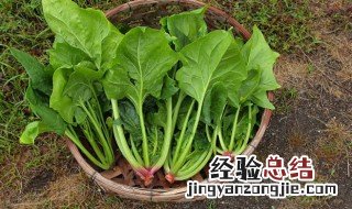 菠菜可以和胡萝卜一起吃吗 菠菜可以和胡萝卜一起吃吗早餐