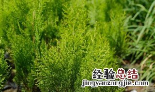 扁柏树的功效与作用 扁柏树的功效与作用及禁忌