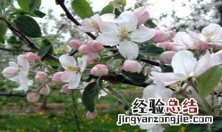 苹果花什么季节开的最好 苹果花什么季节开的