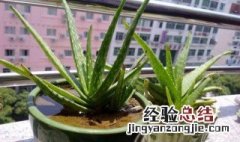 芦荟怎么扦插成活率高 芦荟怎样扦插成活率高