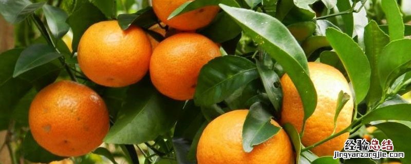 柑桔窝子肥怎样下 柑橘移栽怎样用底肥