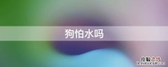 狗不怕水吗 狗怕水吗