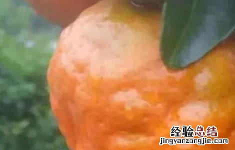 柑橘浮皮怎么防治 柑橘浮皮原因及防治措施