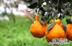 柑橘浮皮怎么防治 柑橘浮皮原因及防治措施