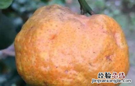 柑橘浮皮怎么防治 柑橘浮皮原因及防治措施