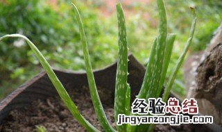 怎样知道扦插的芦荟己成活 芦荟怎么插枝繁殖