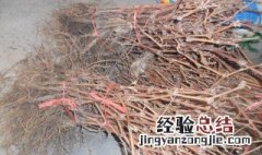 葡萄用扦插容易活吗 葡萄扦插成活率高吗