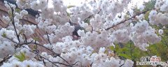 李子树的花是什么颜色的? 李子花是什么颜色的