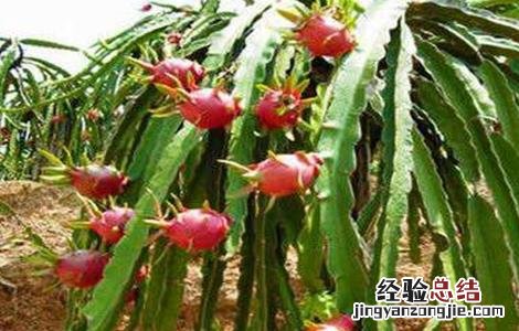 火龙果种子种植方法 火龙果种子种植方法图片