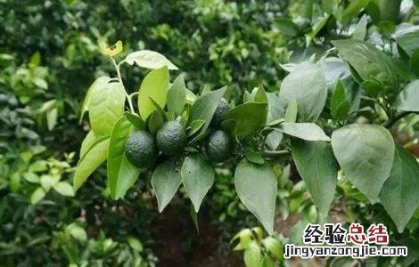 贡柑的种植注意事项 贡柑的种植技术