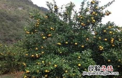 贡柑的种植注意事项 贡柑的种植技术