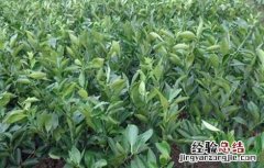 贡柑的种植注意事项 贡柑的种植技术