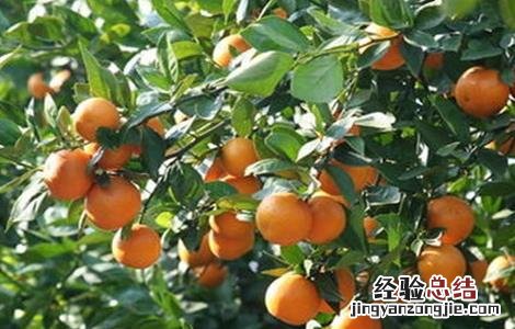贡柑的种植注意事项 贡柑的种植技术