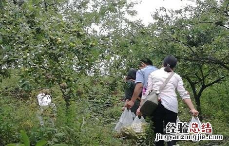 李子采收后的管理要点有哪些 李子采收后的管理要点