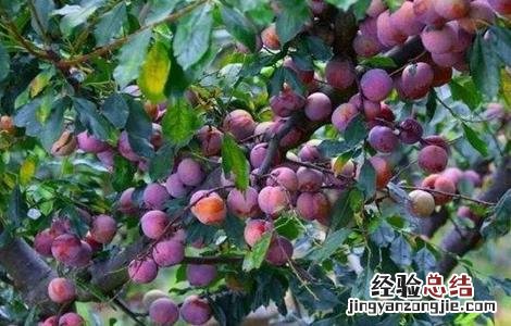 李子采收后的管理要点有哪些 李子采收后的管理要点