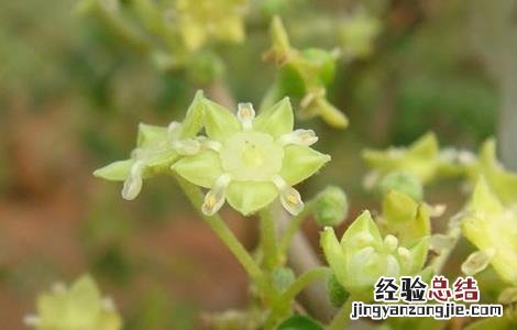青枣栽培管理技术 青枣田间管理技术