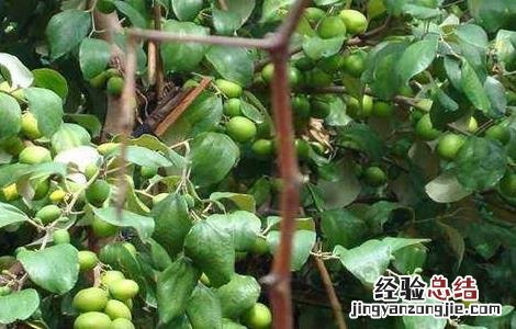 青枣栽培管理技术 青枣田间管理技术