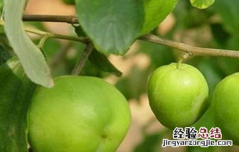 青枣栽培管理技术 青枣田间管理技术