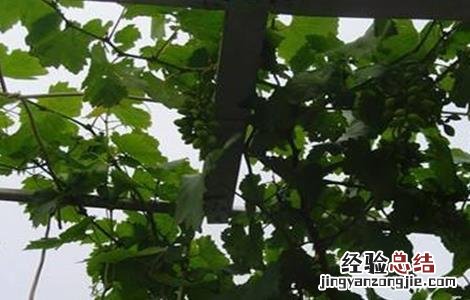 青枣栽培管理技术 青枣田间管理技术
